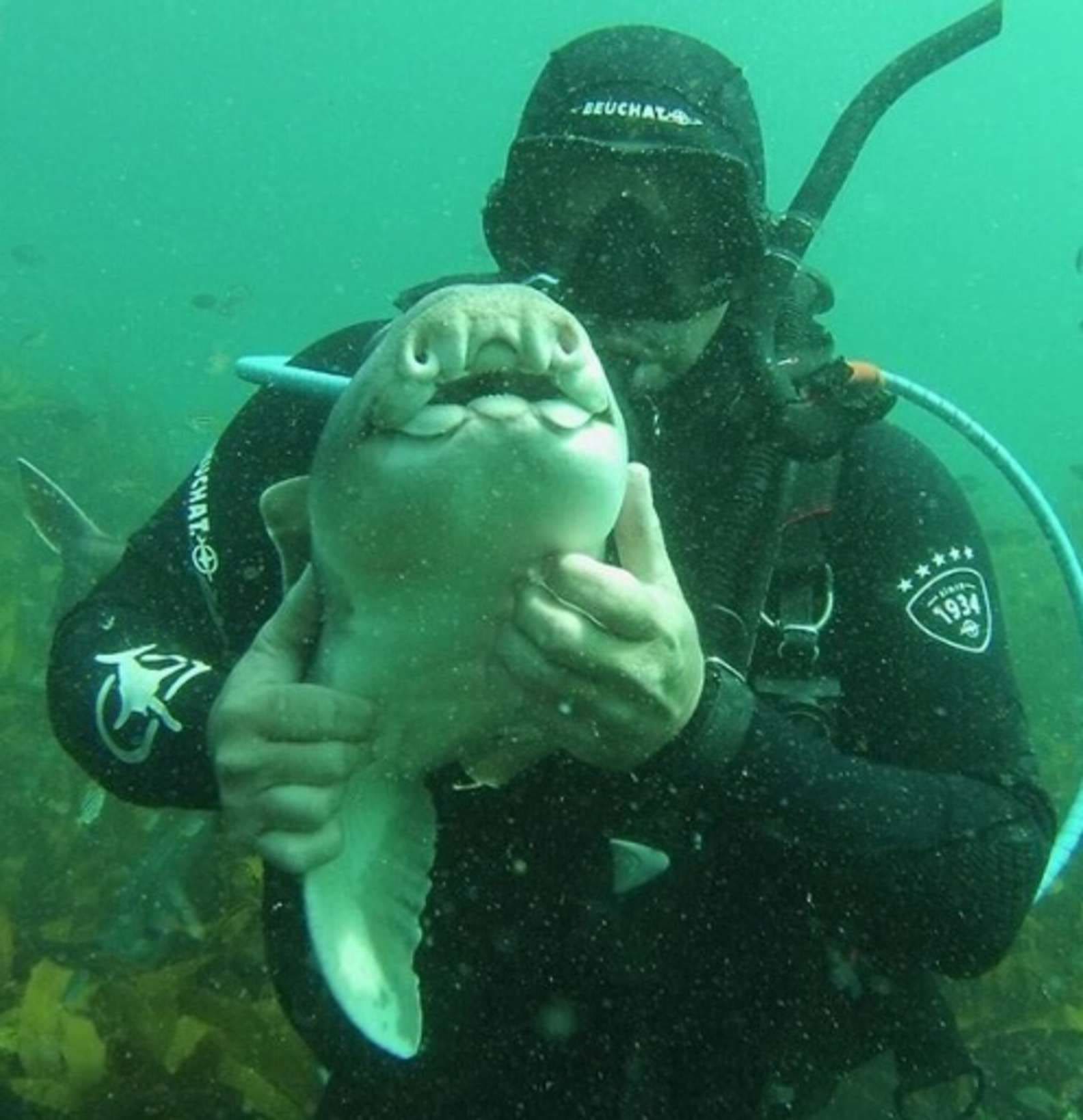 Port Jackson Shark Swims up to Her Human Friend to Ask for Cuddles Every Time She Sees Him