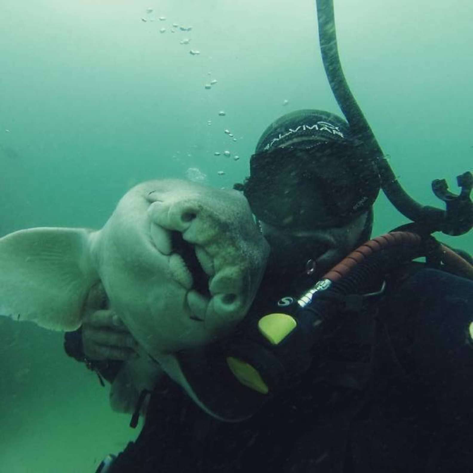 Port Jackson Shark Swims up to Her Human Friend to Ask for Cuddles Every Time She Sees Him