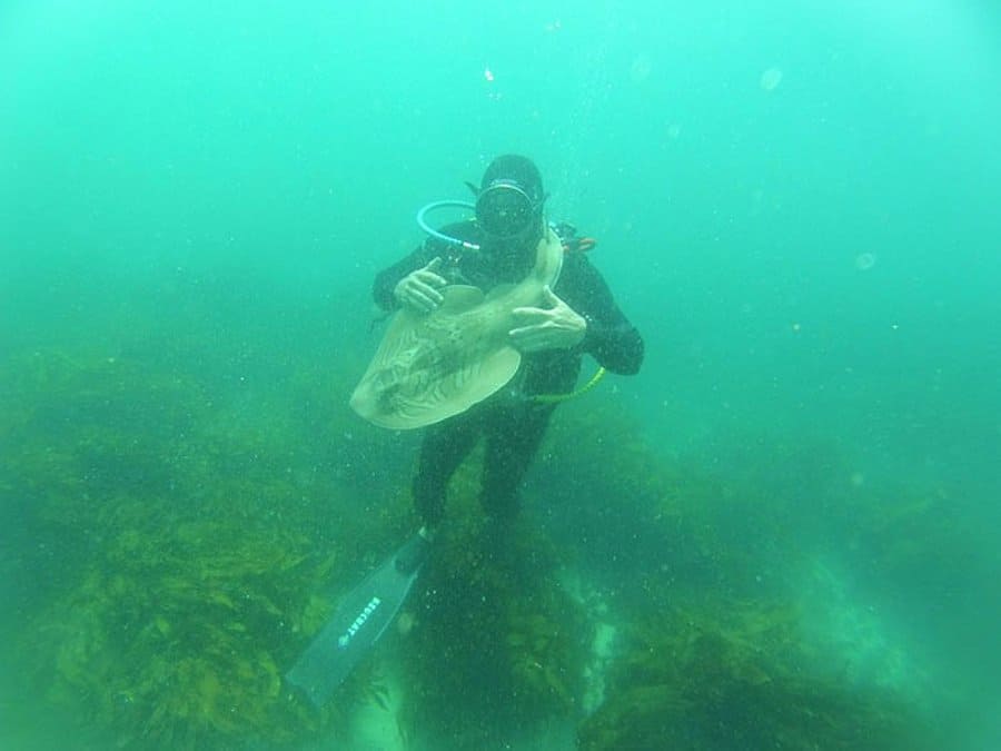 Port Jackson Shark Swims up to Her Human Friend to Ask for Cuddles Every Time She Sees Him