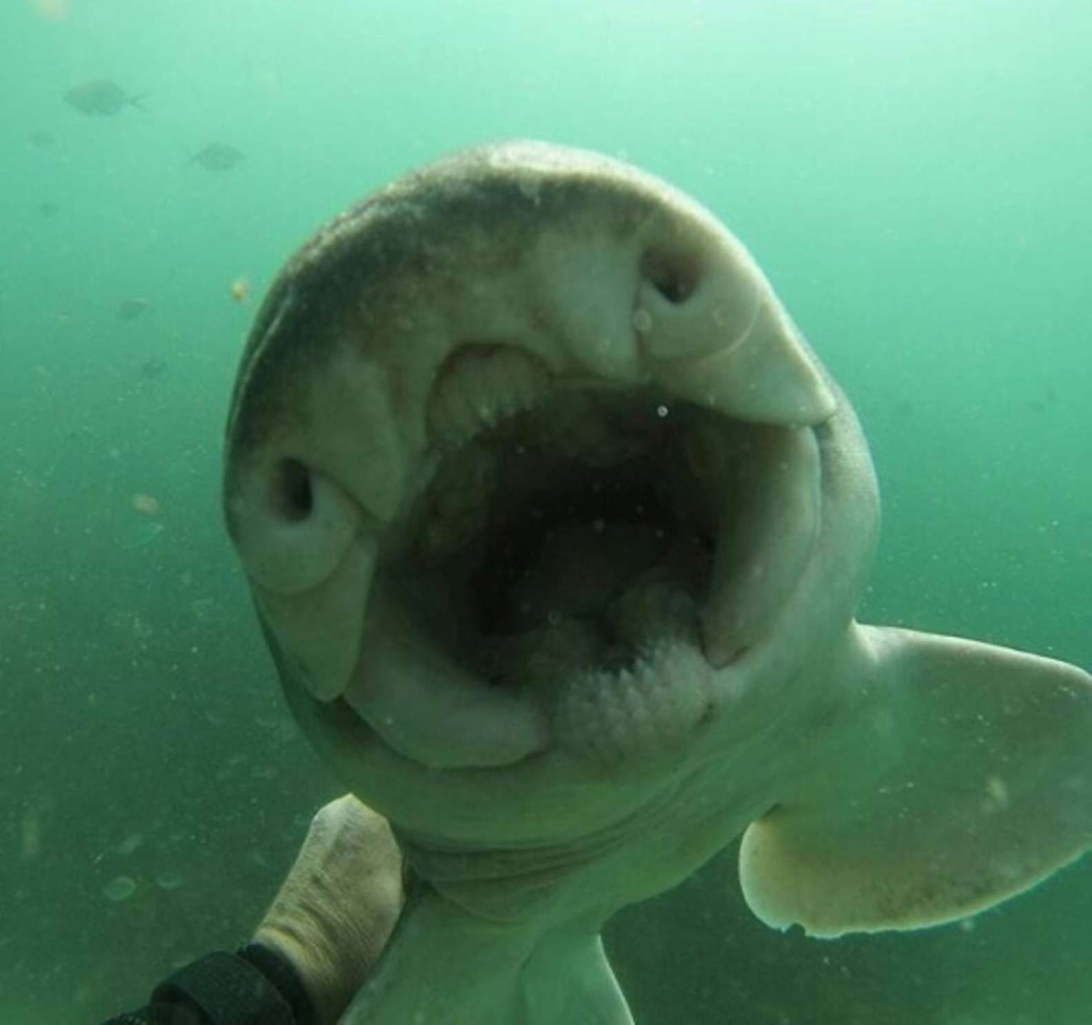 Port Jackson Shark Swims up to Her Human Friend to Ask for Cuddles Every Time She Sees Him