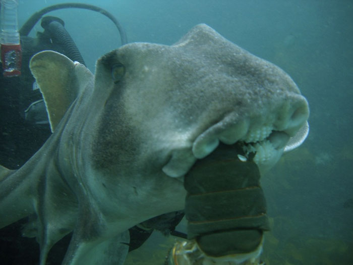 Port Jackson Shark Swims up to Her Human Friend to Ask for Cuddles Every Time She Sees Him