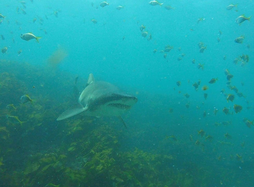 Port Jackson Shark Swims up to Her Human Friend to Ask for Cuddles Every Time She Sees Him