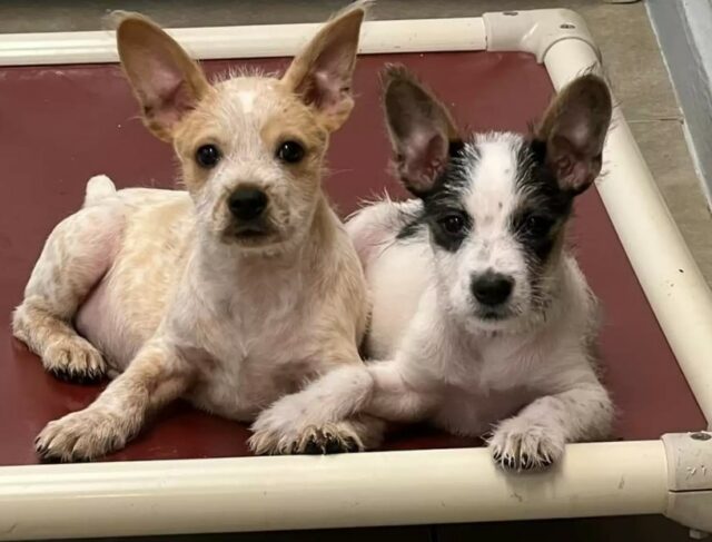 Puppy Brothers Comfort Each Other By Holding Paws In Shelter