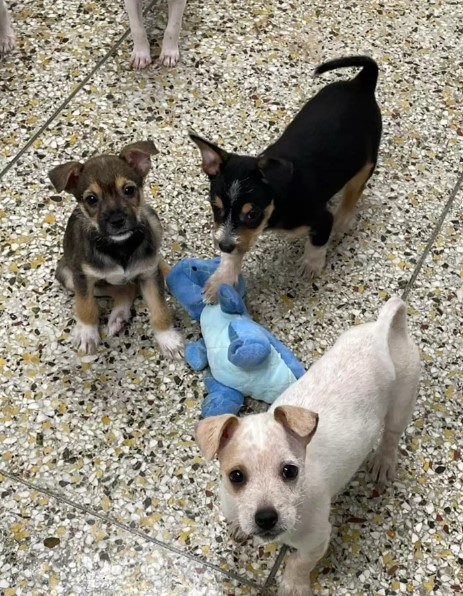 Puppy Brothers Comfort Each Other By Holding Paws In Shelter