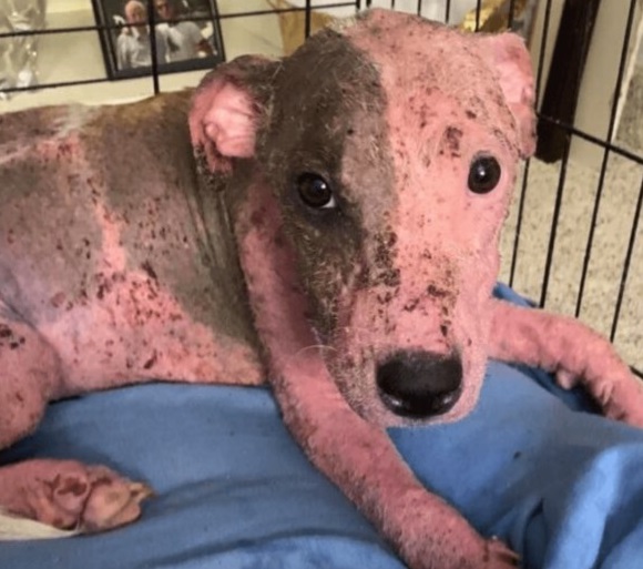 Puppy Buried Alive on a Beach is Now Thriving with Foster Fail Family