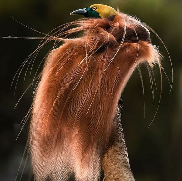 Raggiana Bird-Of-Paradise, An Extraordinary Bird With Silky Bronze Plumage, Yellow Crown, And Dark Emerald-Green