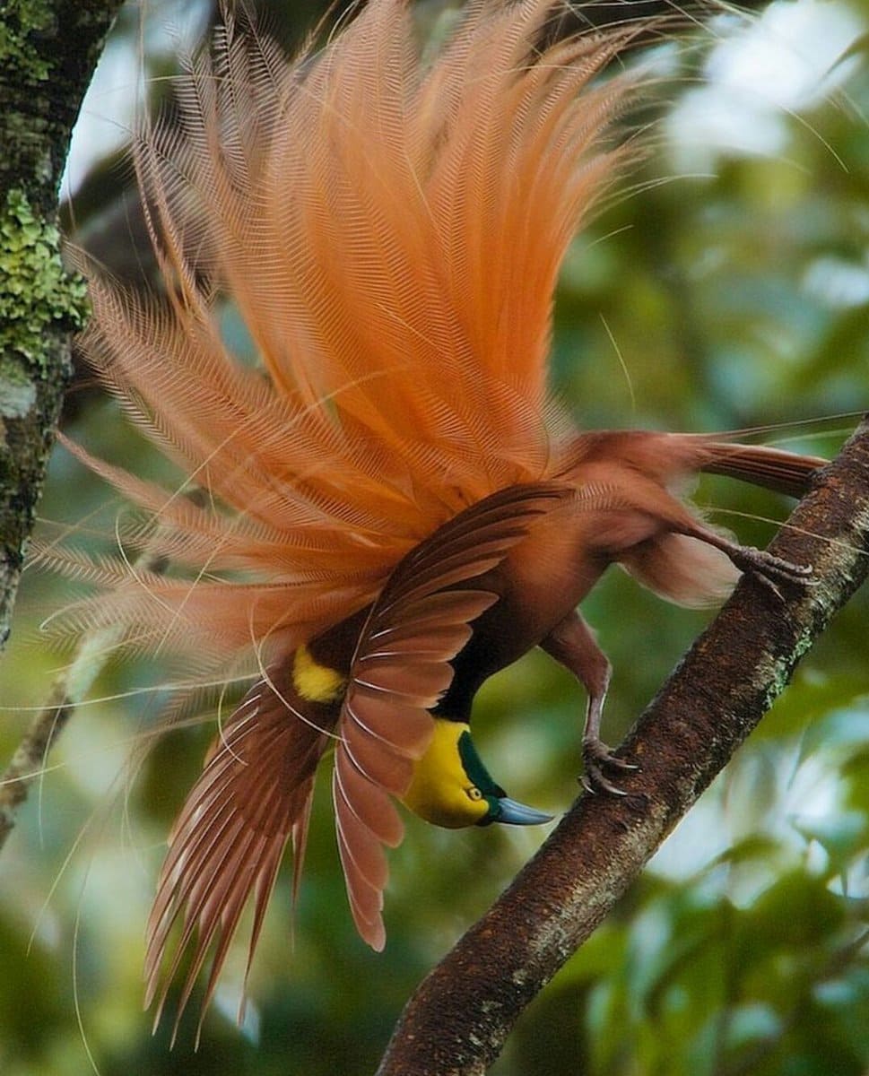 Raggiana Bird-Of-Paradise, An Extraordinary Bird With Silky Bronze Plumage, Yellow Crown, And Dark Emerald-Green