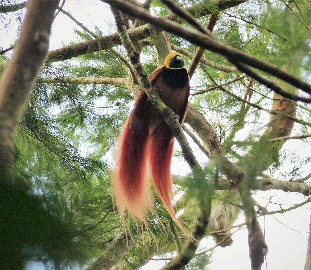 Raggiana Bird-Of-Paradise, An Extraordinary Bird With Silky Bronze Plumage, Yellow Crown, And Dark Emerald-Green