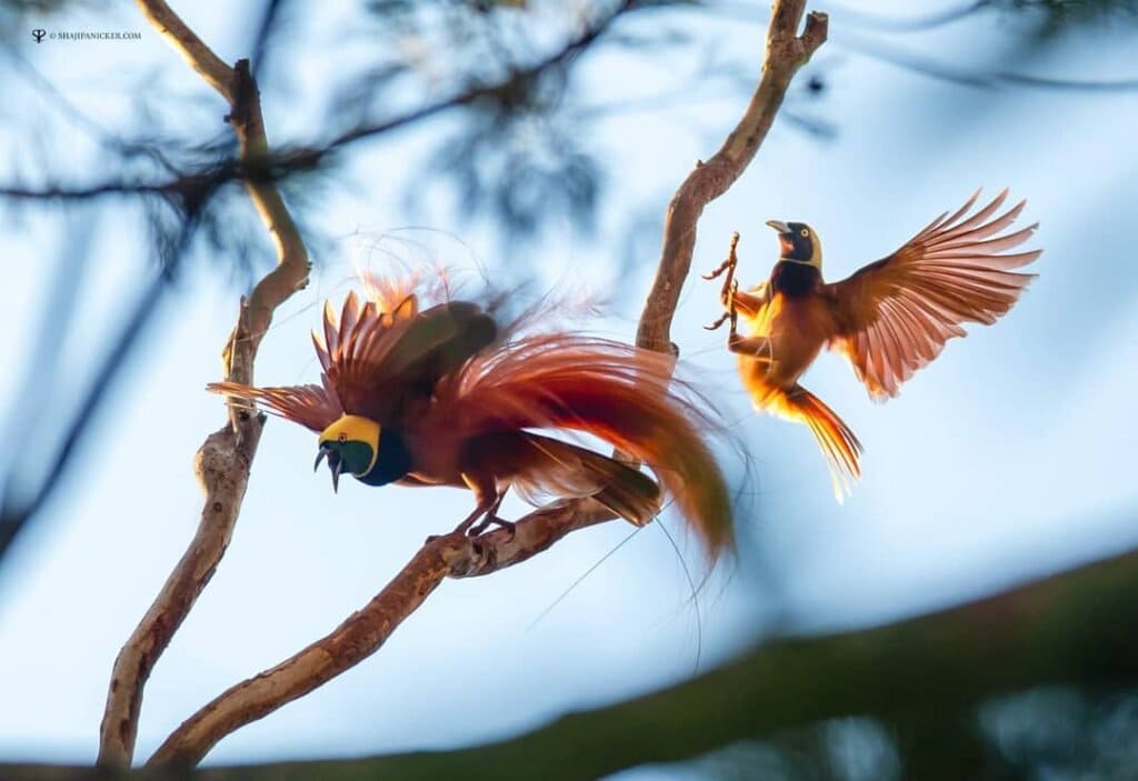 Raggiana Bird-Of-Paradise, An Extraordinary Bird With Silky Bronze Plumage, Yellow Crown, And Dark Emerald-Green