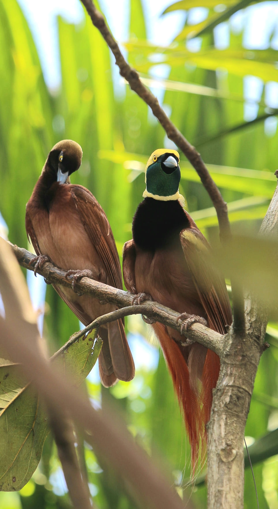 Raggiana Bird-Of-Paradise, An Extraordinary Bird With Silky Bronze Plumage, Yellow Crown, And Dark Emerald-Green