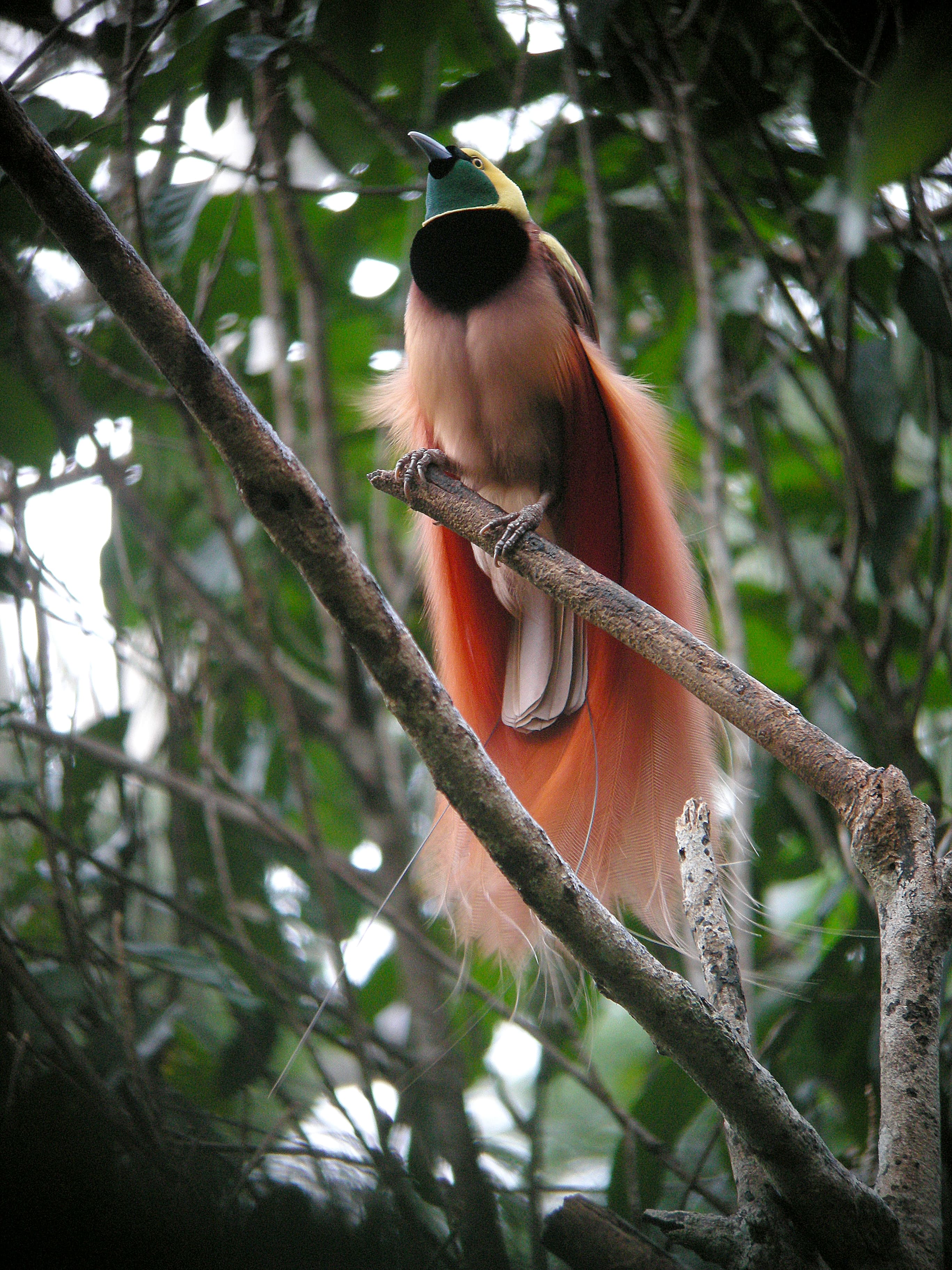 Raggiana Bird-Of-Paradise, An Extraordinary Bird With Silky Bronze Plumage, Yellow Crown, And Dark Emerald-Green