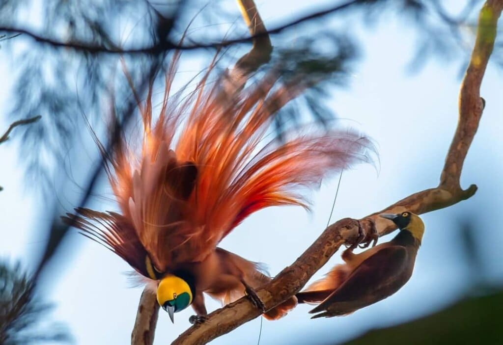 Raggiana Bird-Of-Paradise, An Extraordinary Bird With Silky Bronze Plumage, Yellow Crown, And Dark Emerald-Green