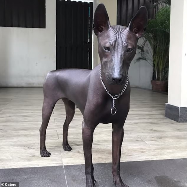 Rare Dog Goes Viral After Being Mistaken for a Statue