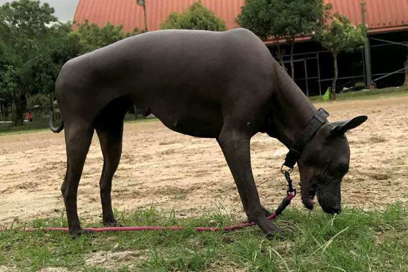 Rare Dog Goes Viral After Being Mistaken for a Statue