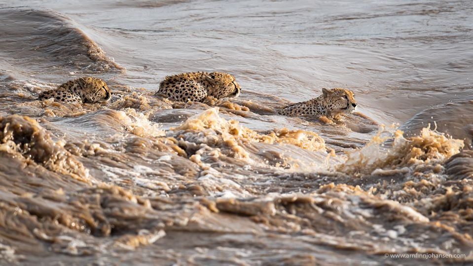 Rare Sighting Of Five Cheetah Brothers Swimming Across Flooded River In The Masai Mara