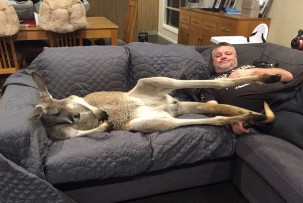 Rufus The Rescued Kangaroo Insists On Daily Couch Cuddles With Dad