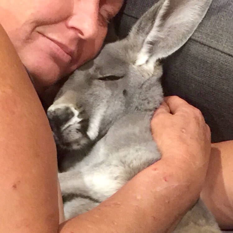 Rufus The Rescued Kangaroo Insists On Daily Couch Cuddles With Dad