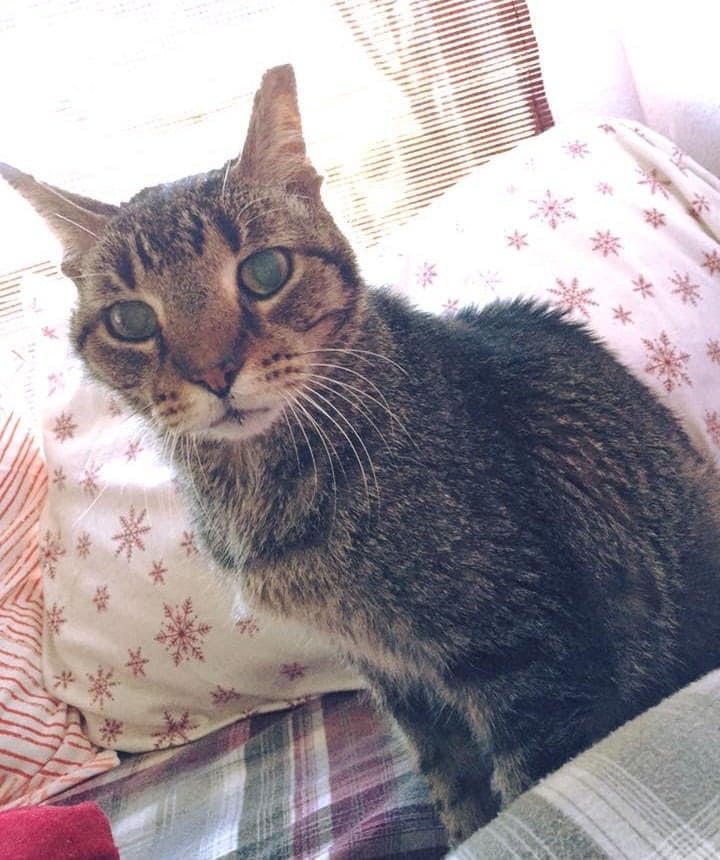 Senior Cat Finds Love And Care Again After Losing The Only Home He Knew