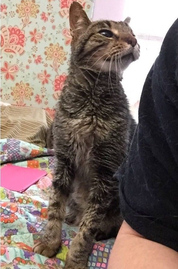 Senior Cat Finds Love And Care Again After Losing The Only Home He Knew