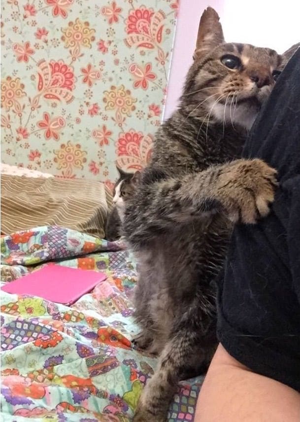 Senior Cat Finds Love And Care Again After Losing The Only Home He Knew