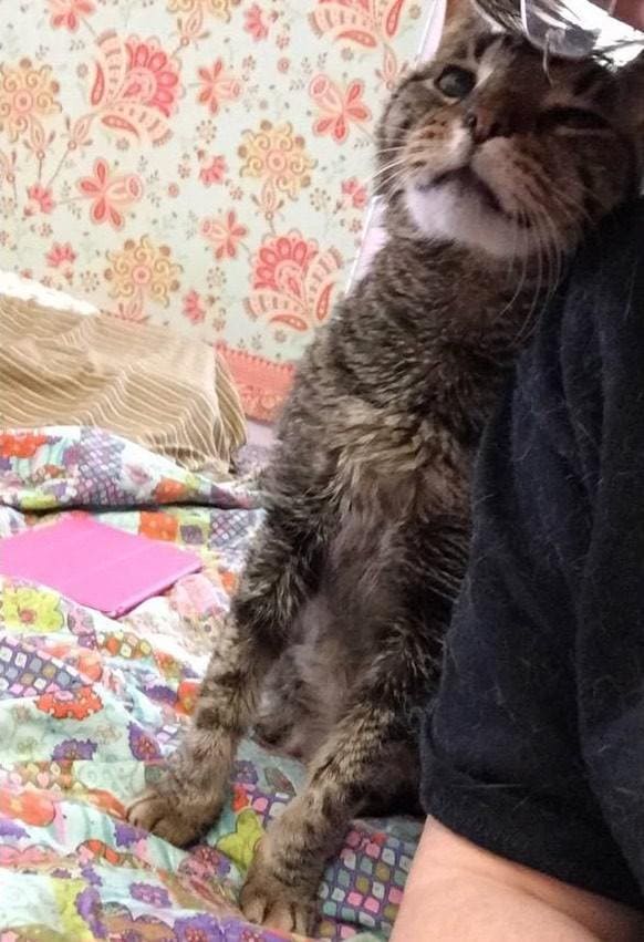 Senior Cat Finds Love And Care Again After Losing The Only Home He Knew