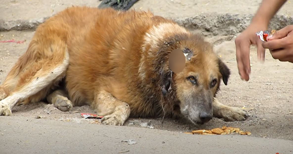 Senior Dog Lay Crying For Help For Days, But NoƄody Caмe Forward To Help Hiм