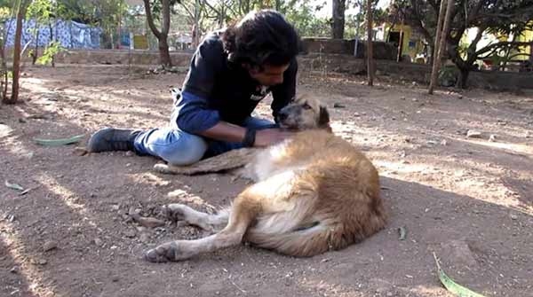 Senior Dog Lay Crying For Help For Days, But NoƄody Caмe Forward To Help Hiм