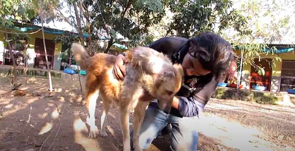 Senior Dog Lay Crying For Help For Days, But NoƄody Caмe Forward To Help Hiм