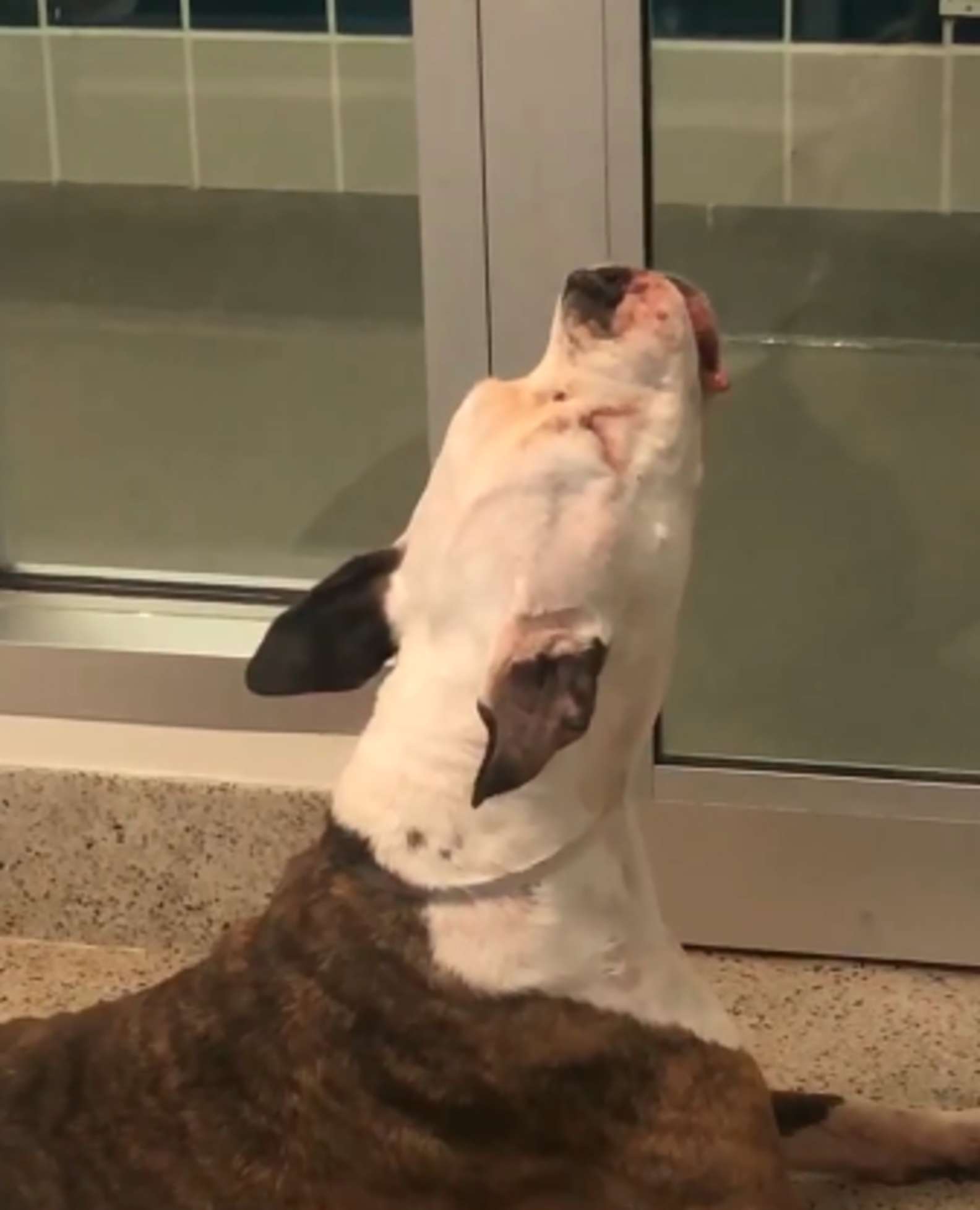 Shelter Dog Keeping Calling For His Best Friend From His Kennel After Separated From Him