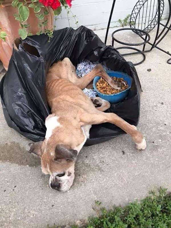 Sick Boxer Left In Trash Bag outside of Shelter Brings Tears To Rescuers’ Eyes