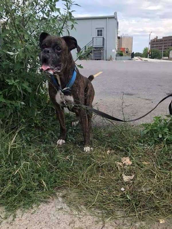 Sick Boxer Left In Trash Bag outside of Shelter Brings Tears To Rescuers’ Eyes