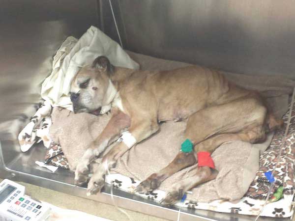 Sick Boxer Left In Trash Bag outside of Shelter Brings Tears To Rescuers’ Eyes