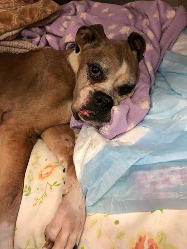 Sick Boxer Left In Trash Bag outside of Shelter Brings Tears To Rescuers’ Eyes