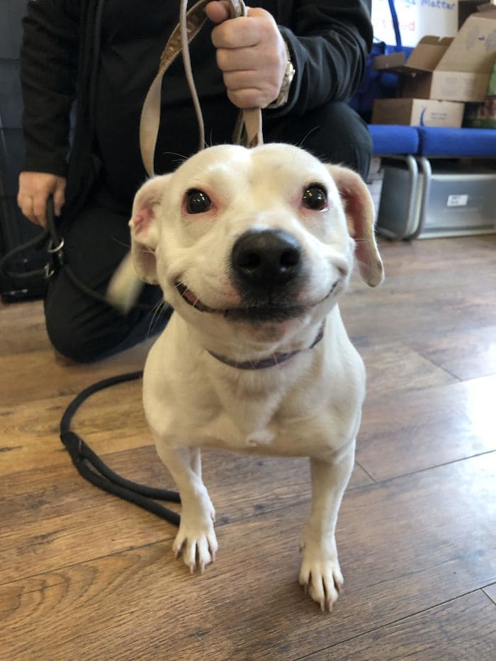 Stray Dog Finds Forever Home Thanks to Her Fabulous and Cute Smile