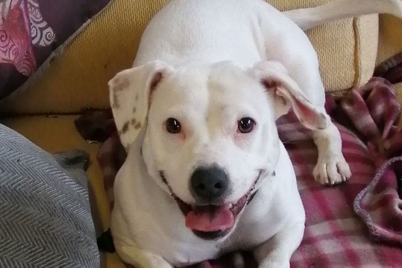 Stray Dog Finds Forever Home Thanks to Her Fabulous and Cute Smile