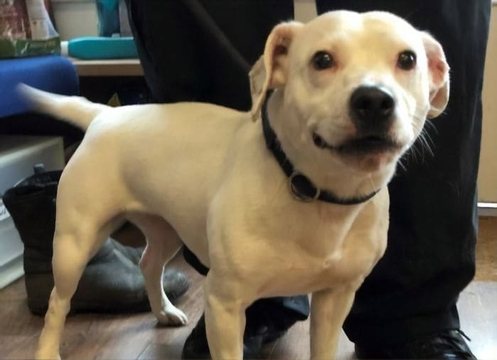 Stray Dog Finds Forever Home Thanks to Her Fabulous and Cute Smile