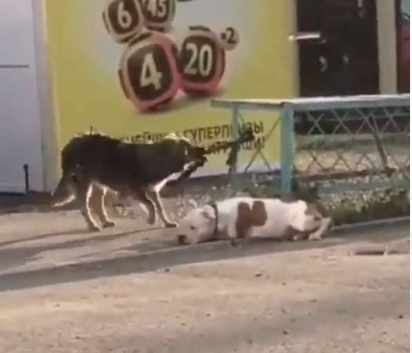 Stray Dog Sees a Pup Tied Up and Comes to Help Free Him from Rope