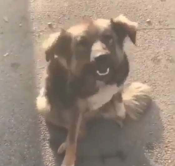 Stray Dog Sees a Pup Tied Up and Comes to Help Free Him from Rope