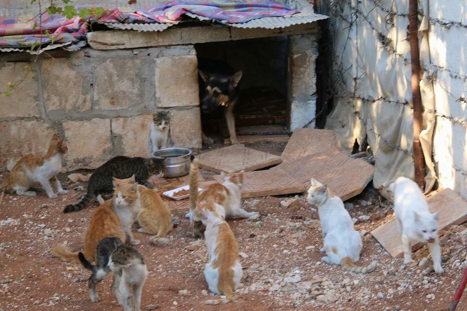 This Syrian Man Refuses To Leave His City of Aleppo To Care For Hundreds Of Abandoned Cats