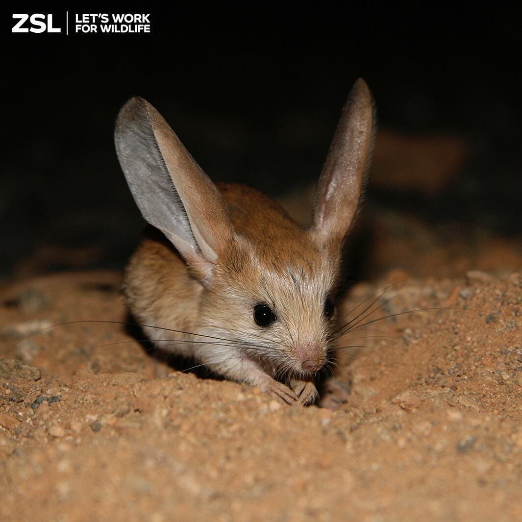 This Tiny Cute Long-Eared Jerboa Looks Like a Mix Between a Mouse, a Rabbit, a Pig, and a Kangaroo