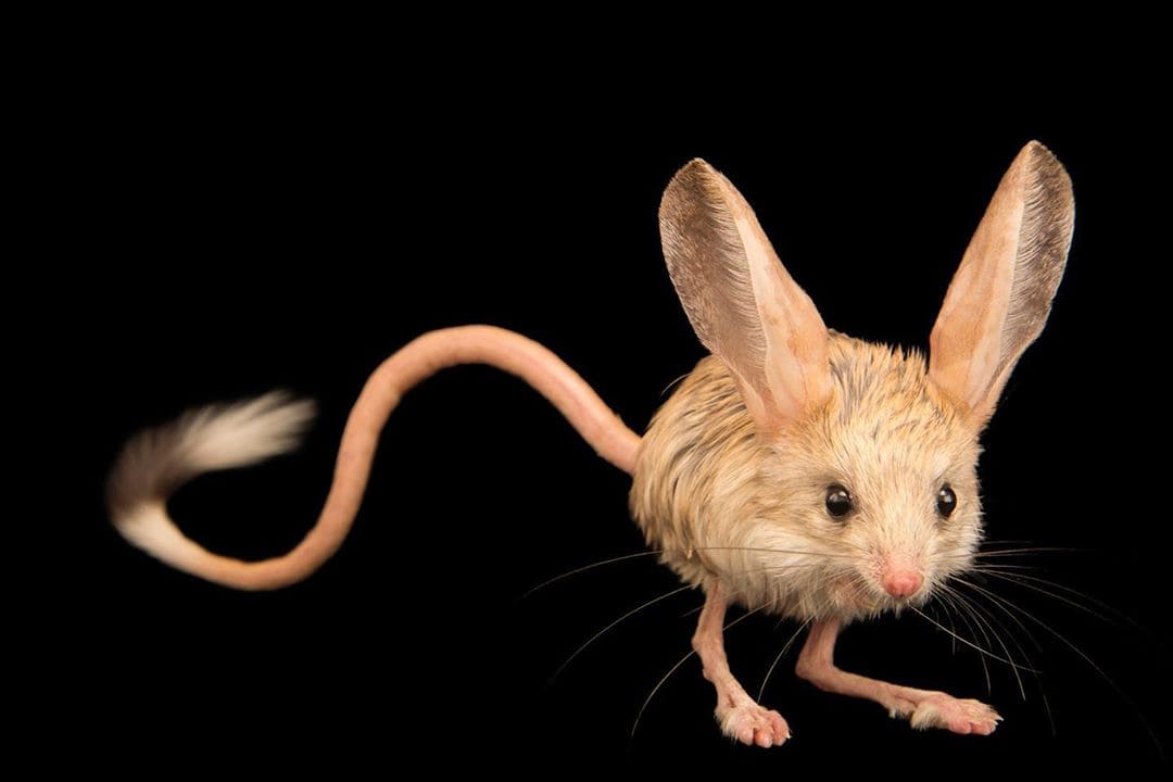 This Tiny Cute Long-Eared Jerboa Looks Like a Mix Between a Mouse, a Rabbit, a Pig, and a Kangaroo