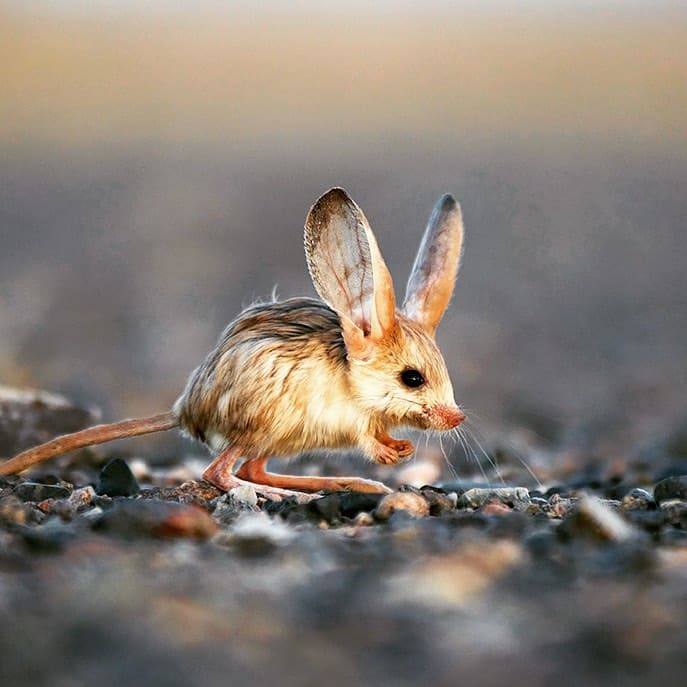 This Tiny Cute Long-Eared Jerboa Looks Like a Mix Between a Mouse, a Rabbit, a Pig, and a Kangaroo