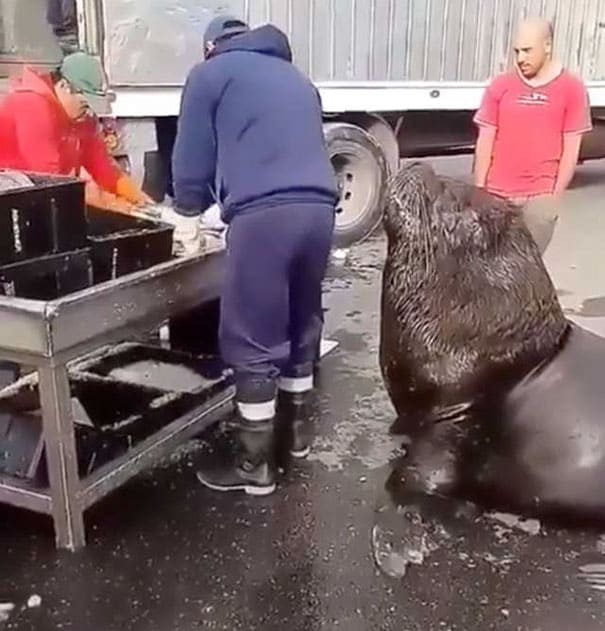 Well-Mannered Giant Sea Lion Waddles Around Fish Market to Asks for Snacks