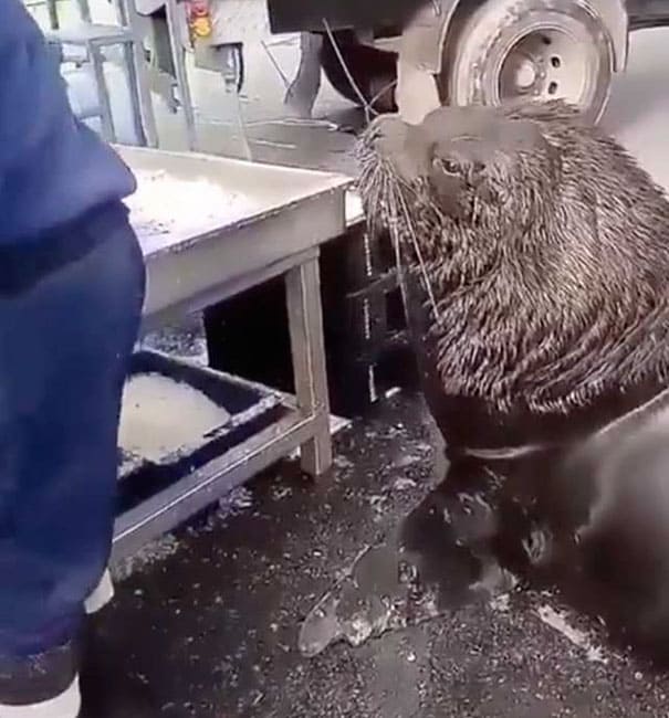 Well-Mannered Giant Sea Lion Waddles Around Fish Market to Asks for Snacks