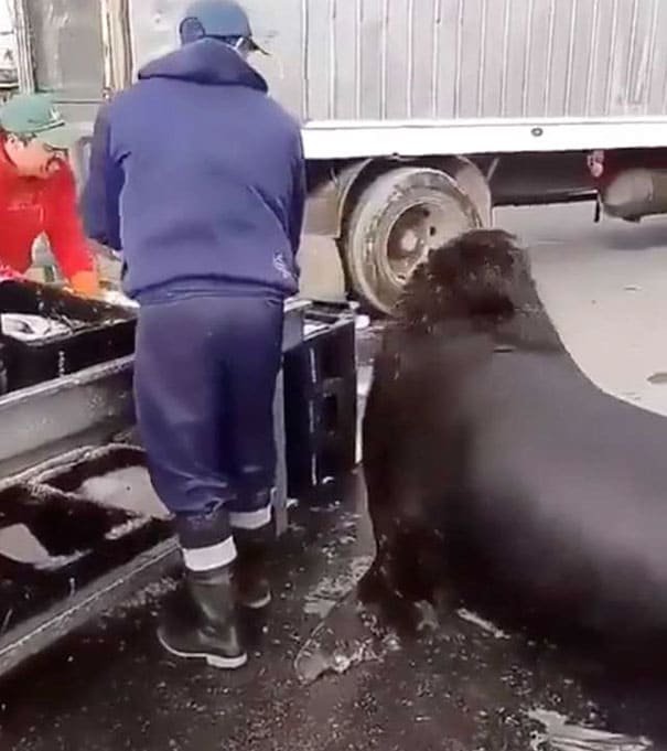 Well-Mannered Giant Sea Lion Waddles Around Fish Market to Asks for Snacks