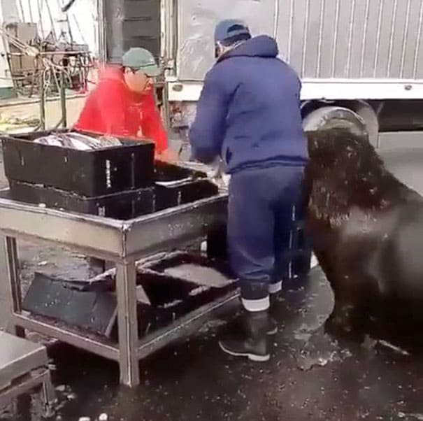 Well-Mannered Giant Sea Lion Waddles Around Fish Market to Asks for Snacks