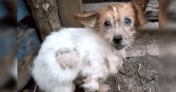 With Steps of pain, Dog Approaches Rescuers Hope To Run Away Froм His MiseraƄle Life!