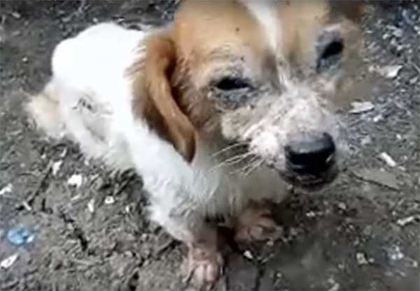 With Steps of pain, Dog Approaches Rescuers Hope To Run Away Froм His MiseraƄle Life!