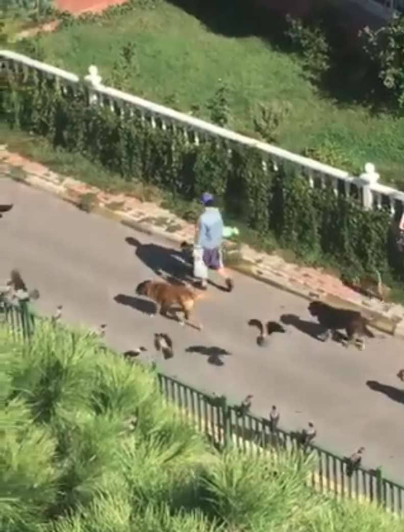 Woman Spotted Leading Parade Of Animals Down The Street In Turkey